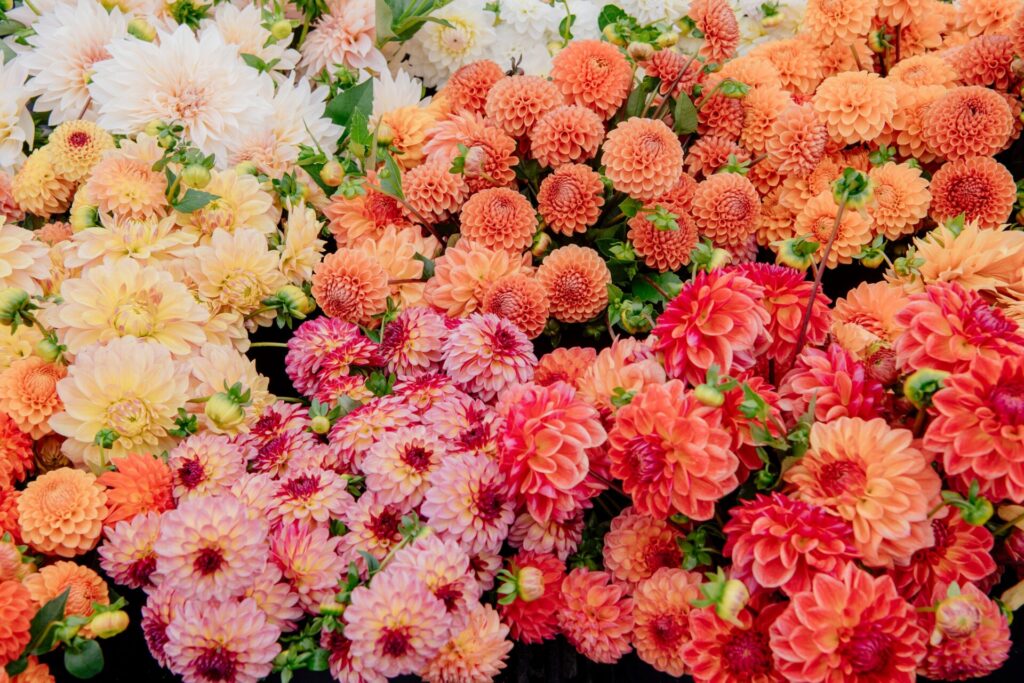 A,Vibrant,Display,Of,Assorted,Dahlias,In,Full,Bloom,With