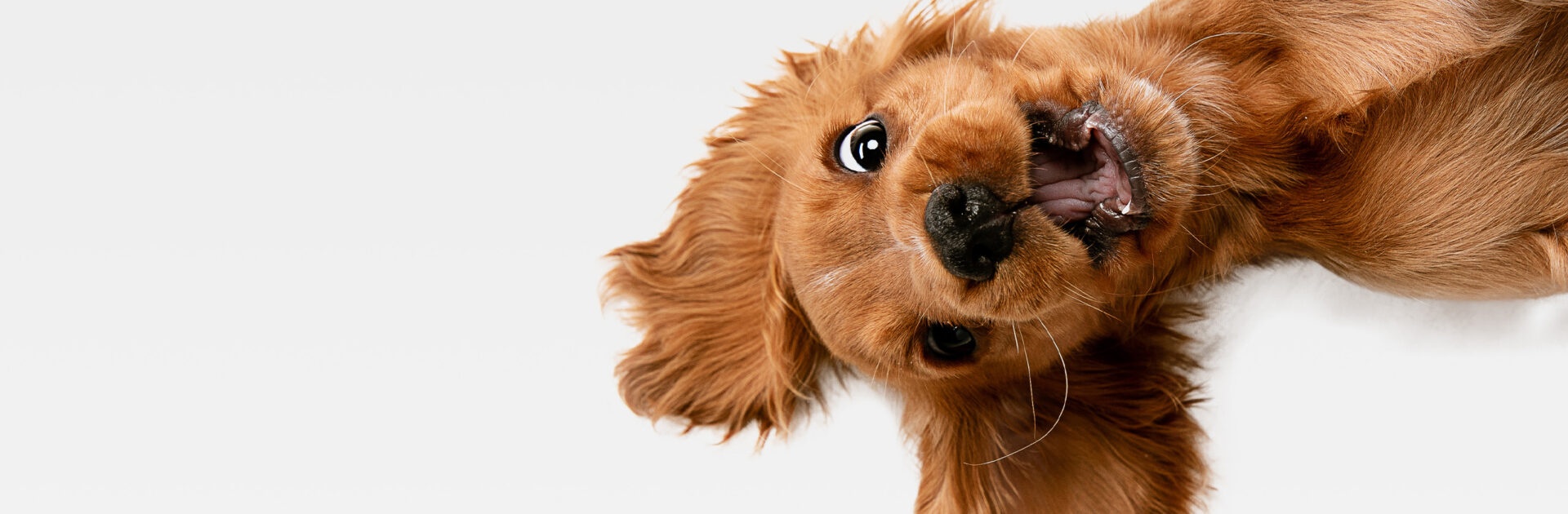 สุดยอด 5 เครื่องมือ Creative AI จาก Shutterstock ที่ทุกคนพลาดไม่ได้!_cover_desktop