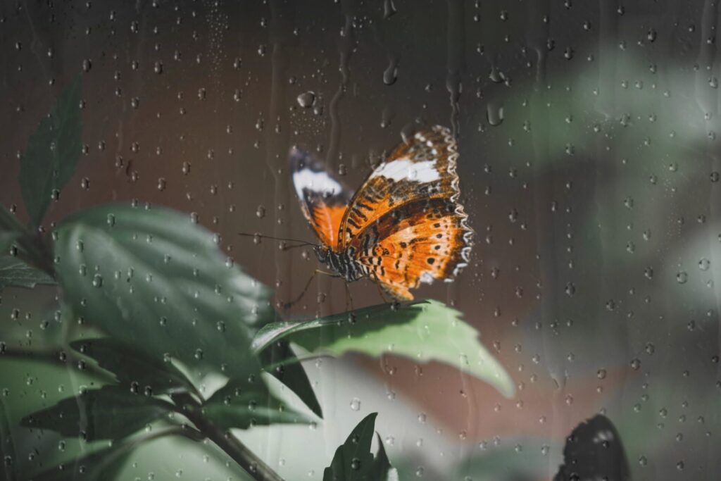 Vibrant,Butterfly,On,A,Leaf,,Seen,Through,Raindrops.,Butterfly,Wings