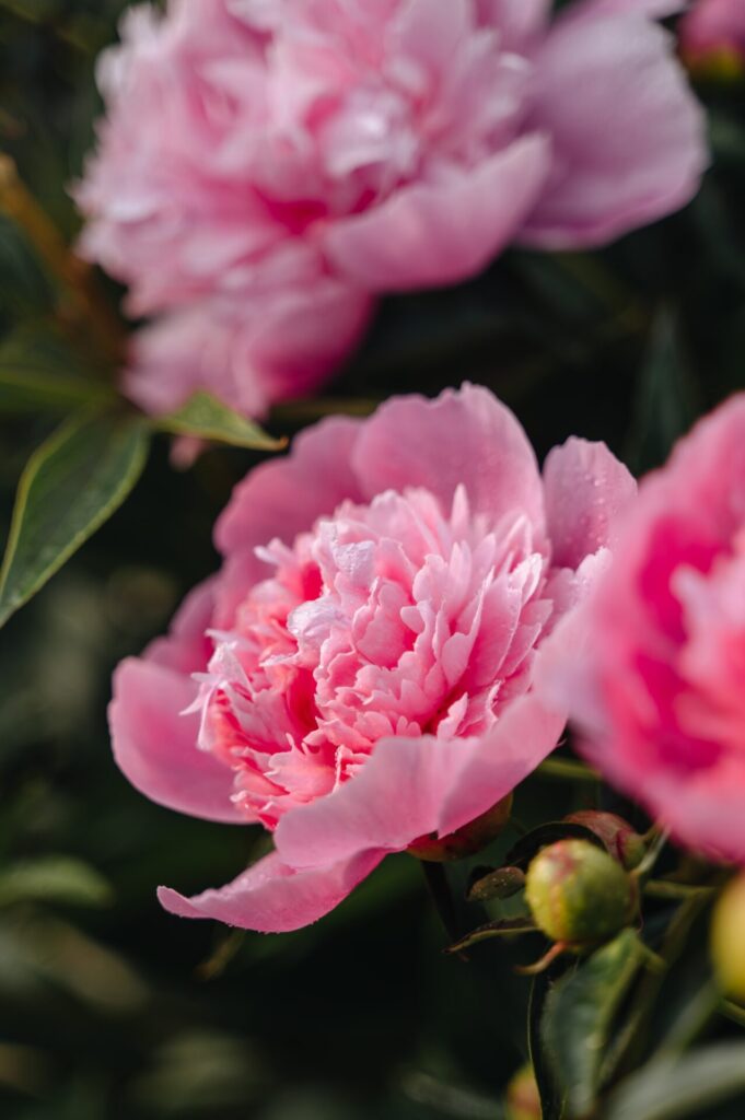 Beautiful,Pink,Peonies,In,Full,Bloom,Create,An,Elegant,Scene