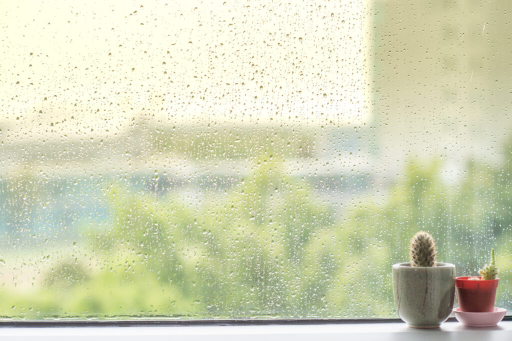 Cactus,Behind,Water,Drops,Of,Rain,On,A,Window,Glass