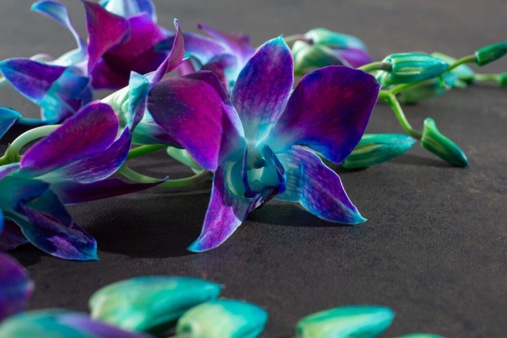 A,View,Of,A,Blue,Purple,Orchid,Flower.