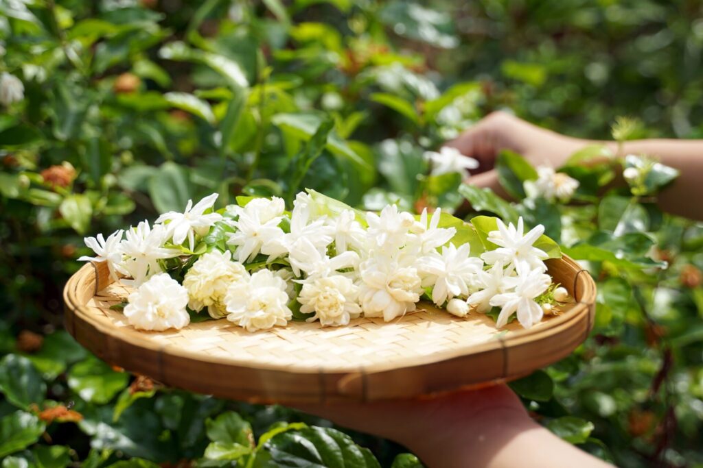 Arabian,Jasmine,Flowers,Collected,From,The,Garden,In,Bamboo,Baskets