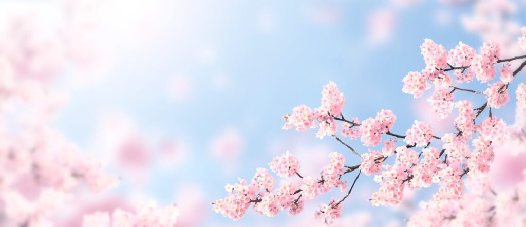 Horizontal,Banner,With,Sakura,Flowers,Of,Pink,Color,On,Sunny