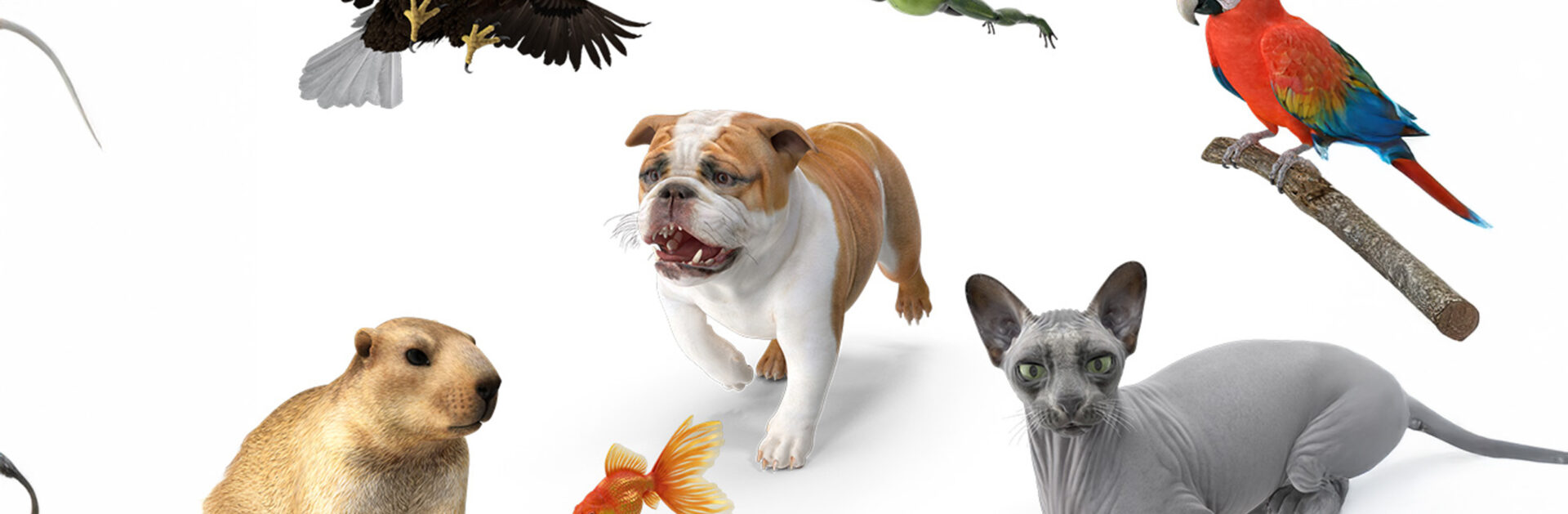 เอาใจครีเอเตอร์สาย "สัตว์เลี้ยง" ด้วยภาพสไตล์ 3D จาก PixelSquid_cover_desktop