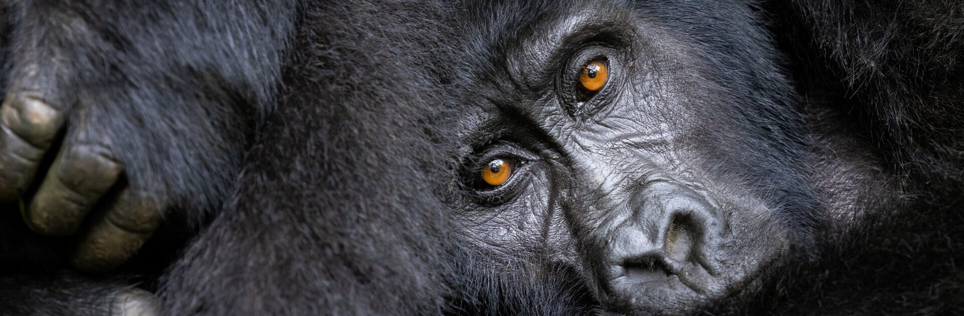 เรื่องราวเบื้องหลังของช่างภาพสายสัตว์ป่า: Jane Rix_cover_desktop