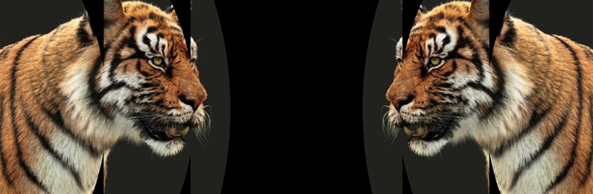 โมเดล 3D คุณภาพสูงที่ TurboSquid เสร็จงานไวไม่ต้องปั้นโมเดลจากศูนย์_cover_desktop