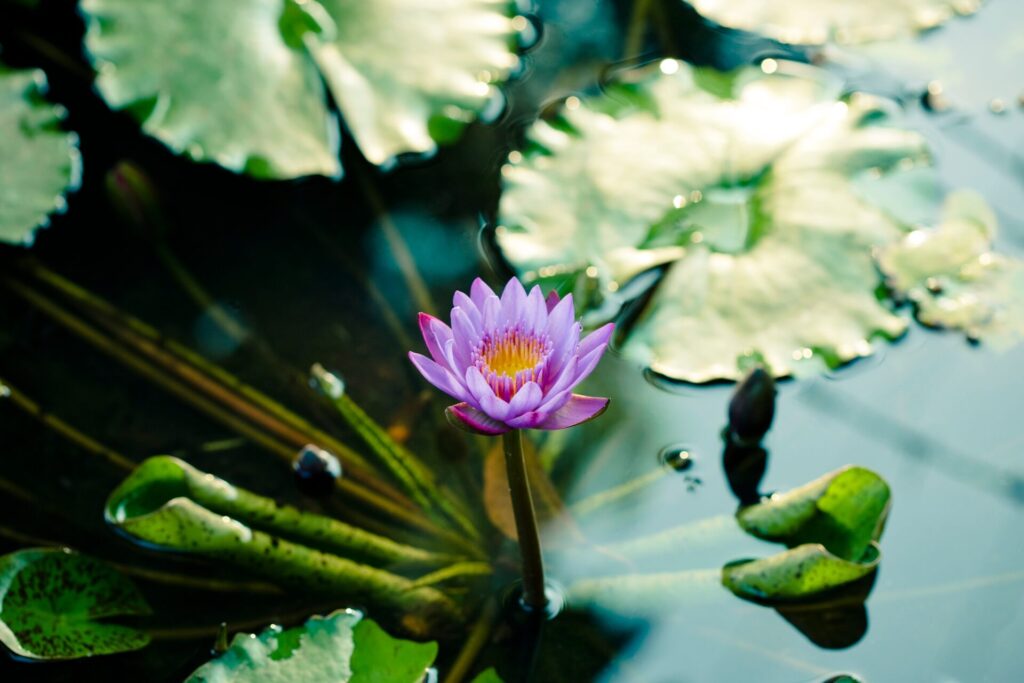 Lotus,Flower,In,Pond,Royalty,Free,Image