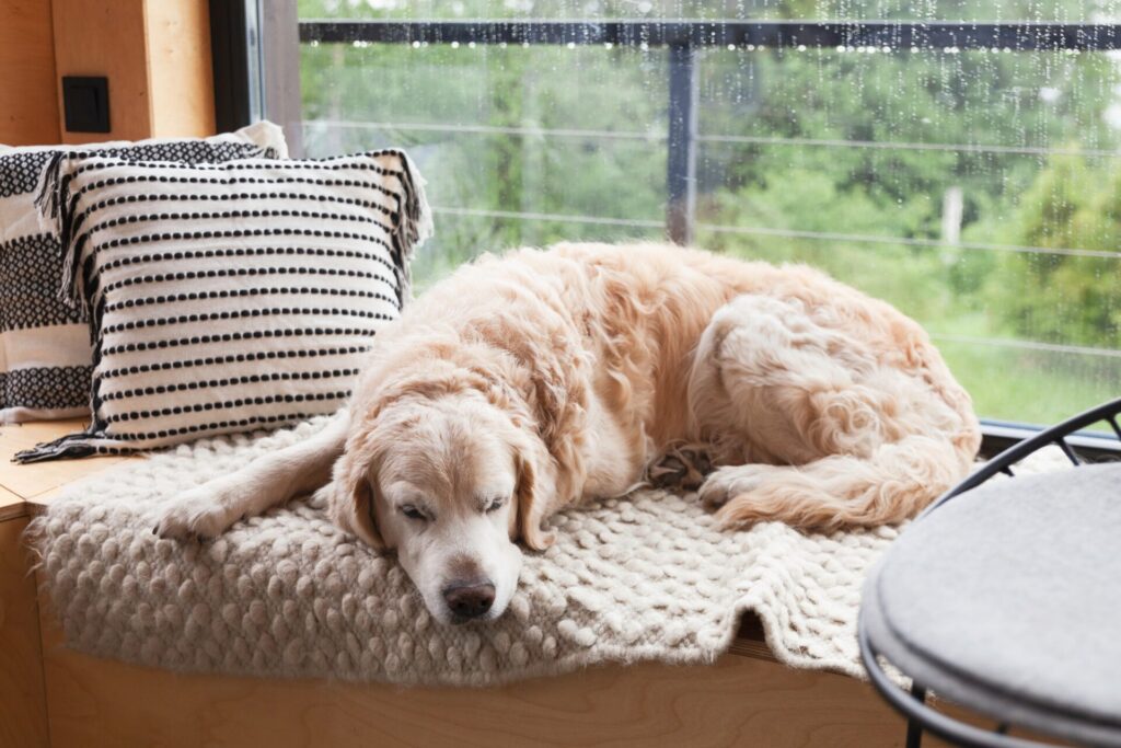 Sad,Bored,Golden,Retriever,Dog,Lying,On,Hand made,Authentic,Wool
